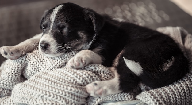 Kleine schattige puppy liggend met een trui.