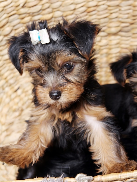 Gratis foto kleine schattige puppy thuis