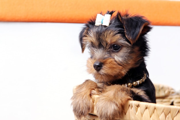 Gratis foto kleine schattige puppy thuis