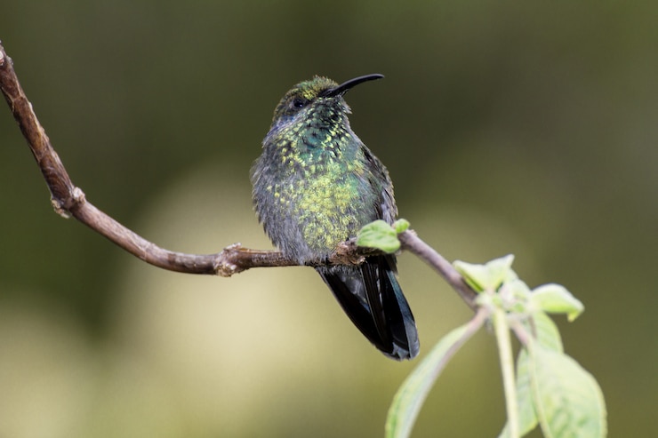 Gratis Foto kleine violetear, colibri cyanotus, voorheen green violetear,