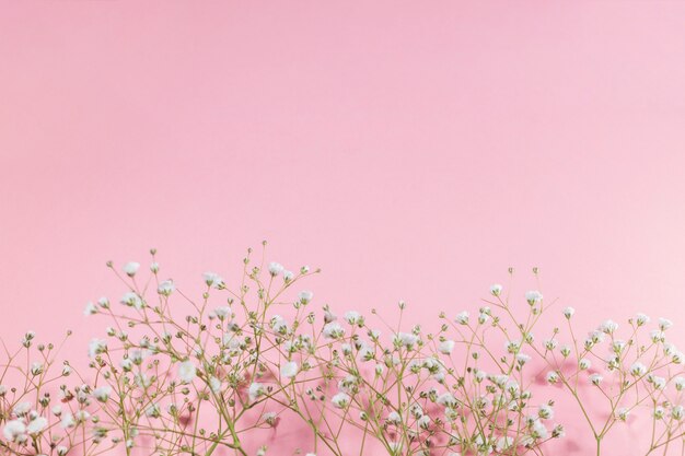 Kleine witte bloeiende bloemen op roze achtergrond