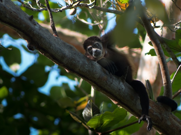 Kleine zwarte aap die op een boomtak rust in een bos