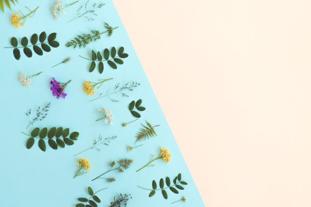 Kleur achtergrond met planten en bloemen kopieer ruimte plat leggen