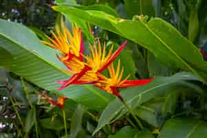 Gratis foto kleurrijke bloem met grote bladeren