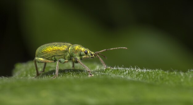 Kleurrijke bug lopen op blad close-up