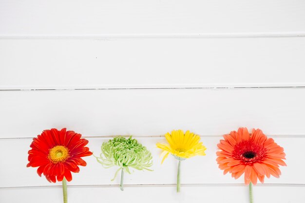 Kleurrijke heldere bloemen in rij