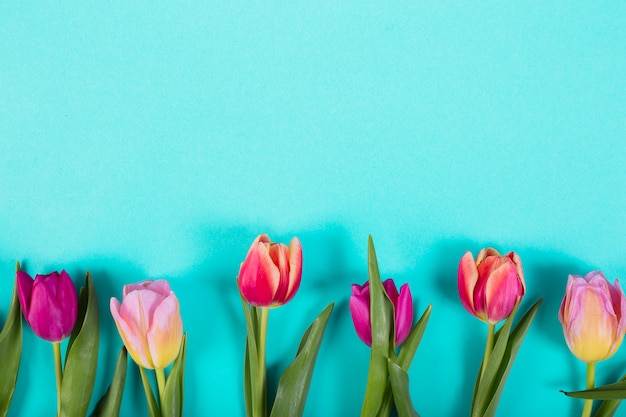 Kleurrijke knoppen van tulpen in de rij