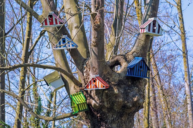 Kleurrijke nestkastjes op de kale takken van de boom