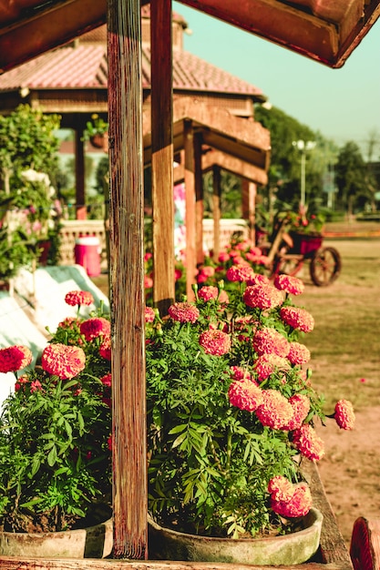 Kleurrijke potplanten