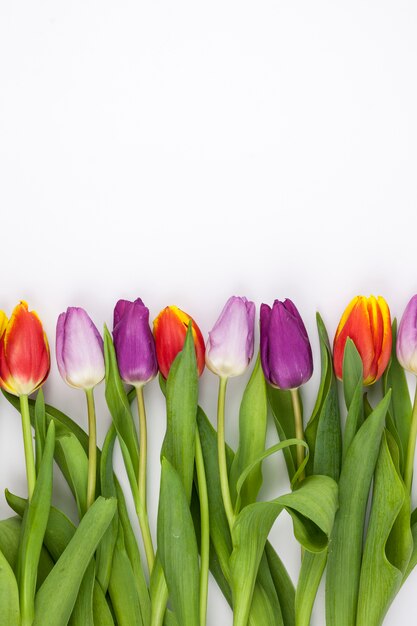 Kleurrijke tulp in rij op witte achtergrond wordt geschikt die