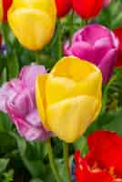 Gratis foto kleurrijke tulpenbloemen uit nederland nederland
