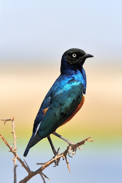 Gratis foto kleurrijke vogel superb starling zit op een tak