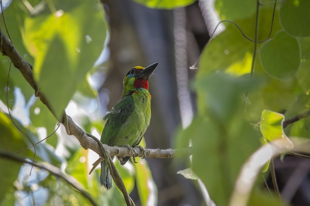 Kleurrijke vogel zittend op een boomtak