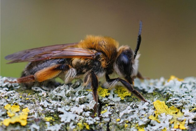 Kleurrijke vrouwelijke grey-gastered mining bee (Andrena tibia's was) op een met korstmos bedekt takje