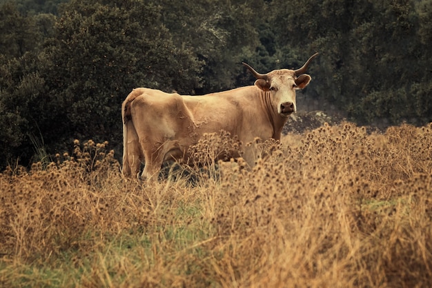 Koeien grazen in een weiland