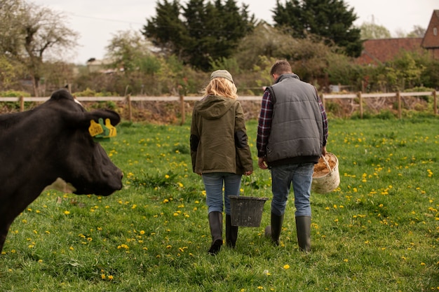 Koeien grazen rond de boerderij