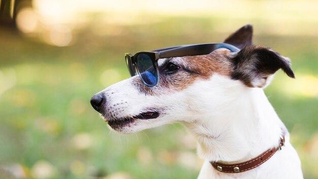 Koele hond die zonnebril draagt