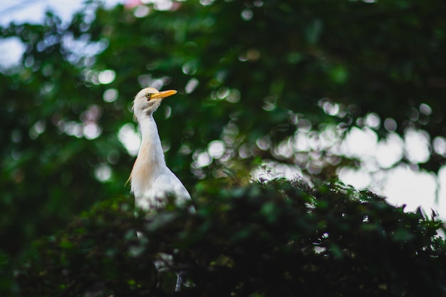 Koereiger met een lange gele snavel op een boomtak met een wazige achtergrond en bokeh-effect