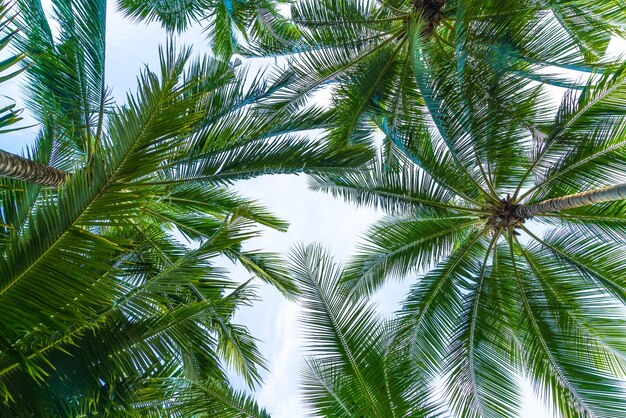 Kokos palm op hemelachtergrond