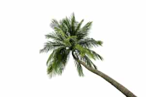 Gratis foto kokosnoot boom geïsoleerd op een witte achtergrond