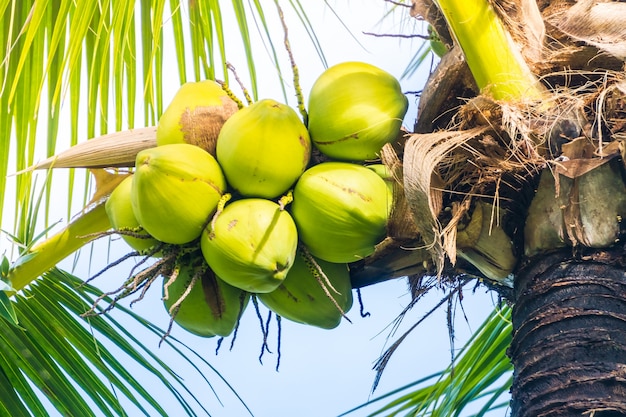 kokosnoot fruit