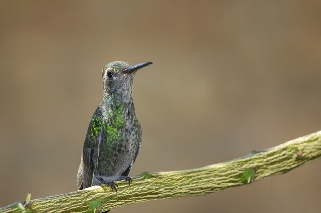 Gratis foto kolibrie neergestreken op boomtak