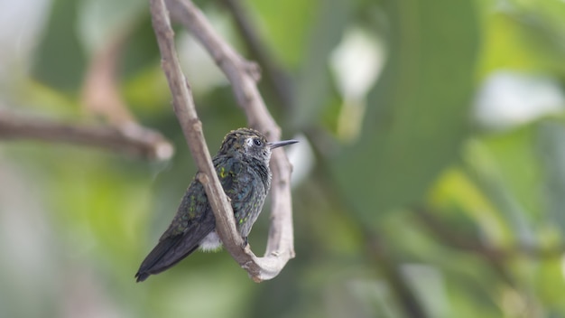 Kolibrie neergestreken op een boomtak