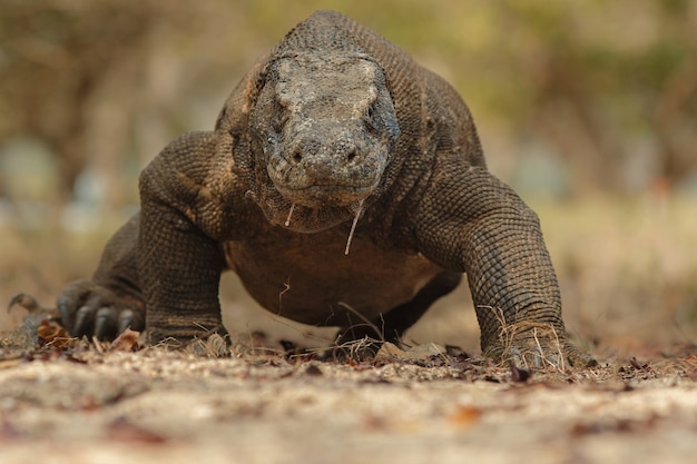 Komodovaraan in de prachtige natuurhabitat op het beroemde eiland in Indonesië