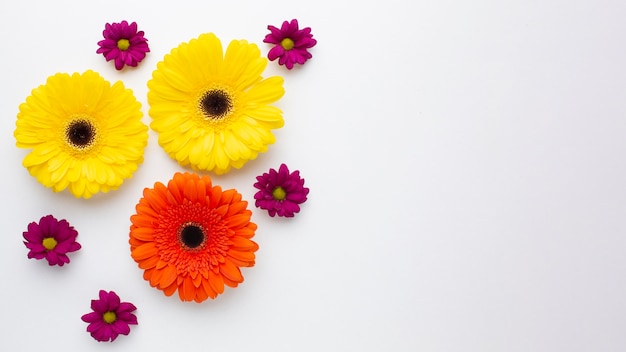 Kopieer ruimte kleurrijke bloemen