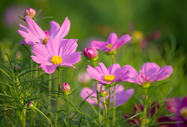 Kosmos bloemen