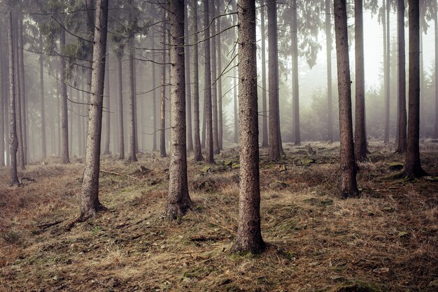 Koud bevroren bos gehuld in mist