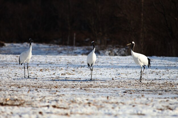 Kraanvogels met zwarte nek staan op de grond bedekt met de sneeuw in Hokkaido in Japan