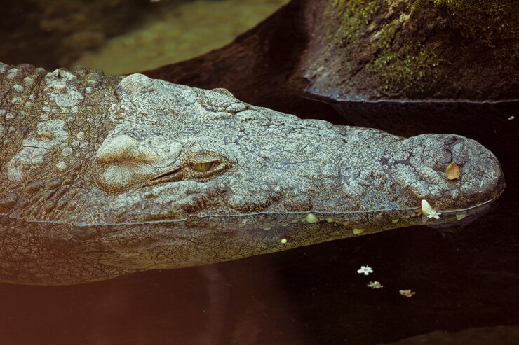 Gratis Foto krokodil