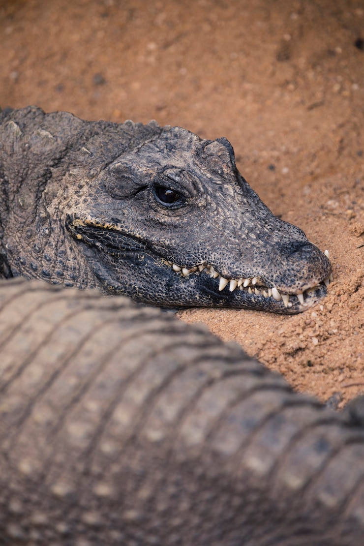 Gratis Foto krokodil