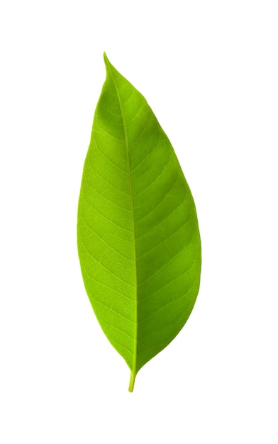 kruid plant textuur groene achtergrond