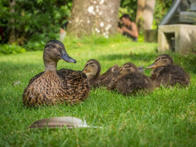 Kudde eenden in een grasveld onder het zonlicht