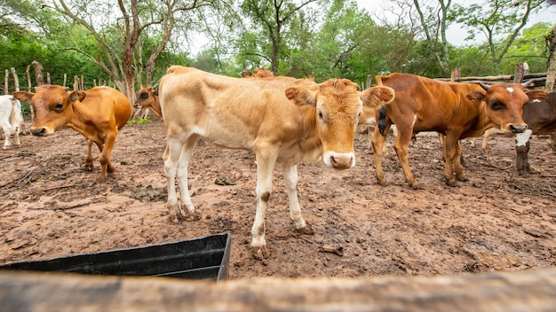 Kudde koeien die door het platteland lopen