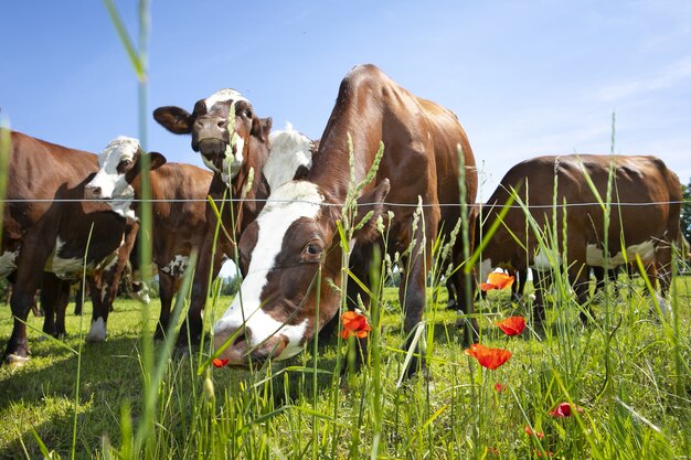 Kudde koeien die in het voorjaar melk produceren voor Gruyère-kaas in Frankrijk