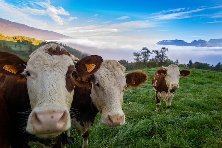 Gratis Foto kudde koeien grazen in de wei overdag