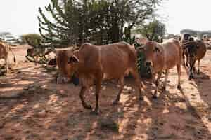 Gratis foto kudde koeien rond een boom op de modderige grond in samburu, kenia