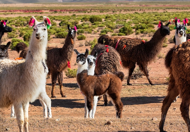 Kudde lama's ontspannen in de groene vallei. altiplano, bolivia, zuid-amerika