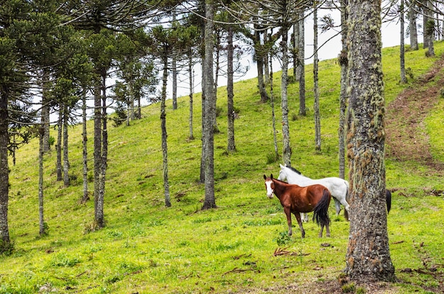 Kudde paarden grazen in de wei in de buurt van araucaria-dennen