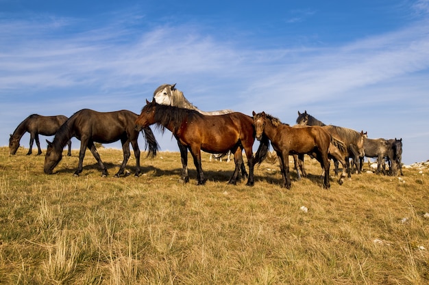 Kudde paarden grazen in de wei onder een prachtige lucht