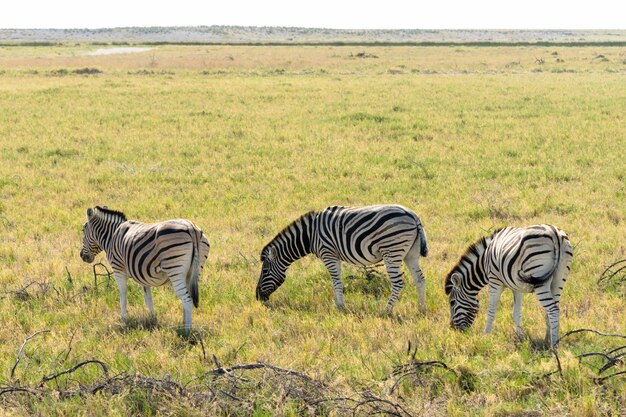 Kudde van Zebra die glasgebied in het Nationale Park van Etosha, Namibië eten