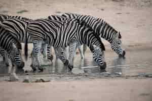 Gratis foto kudde zebra's drinkwater op het meer