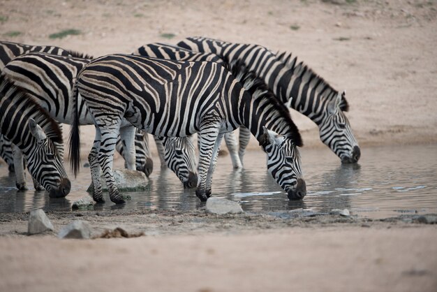 Kudde zebra's drinkwater op het meer