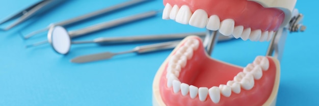 Kunstkaak met gelijke mooie tanden en tandheelkundig instrument op tafel tandheelkundige diensten