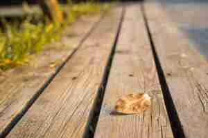 Gratis foto laat close-up over houten planken