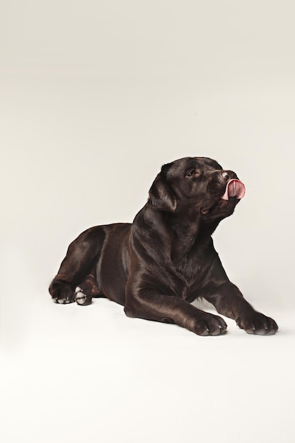 Labrador Retriever hondenras hond bruin Brede tong uit honger. emoties van dieren en het likken van hondenconcept.