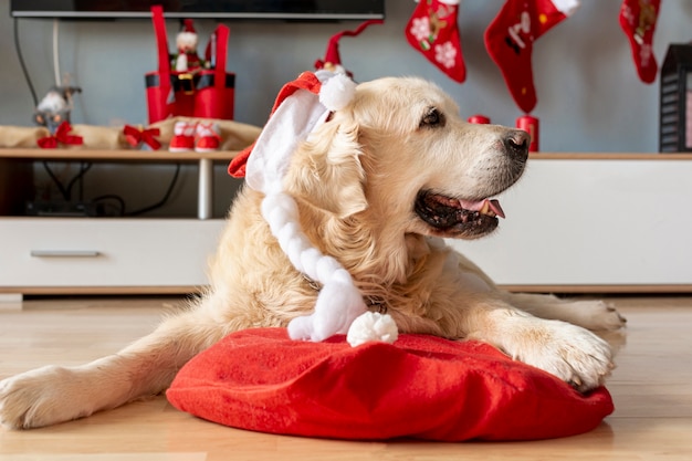 Labrador thuis met kerstmuts